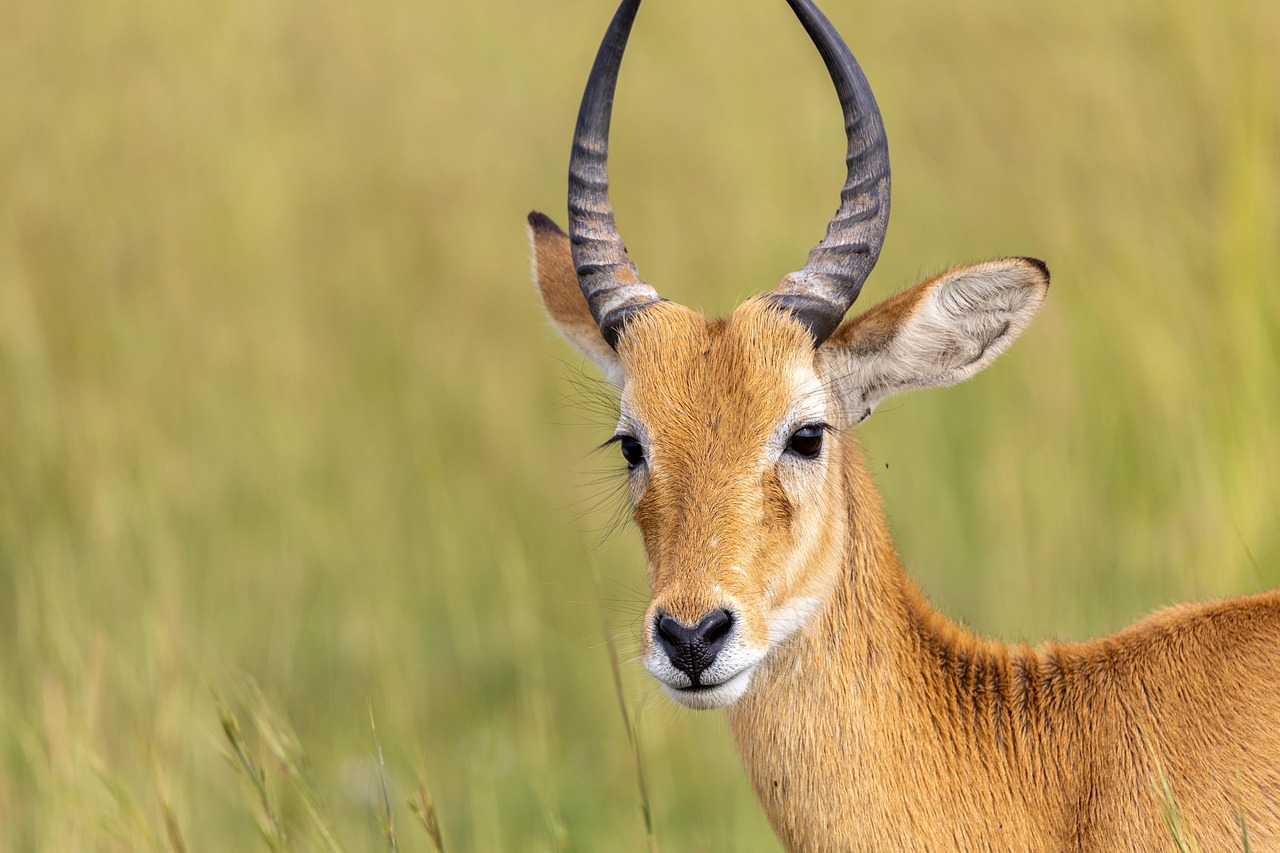 køb af bolig advokat